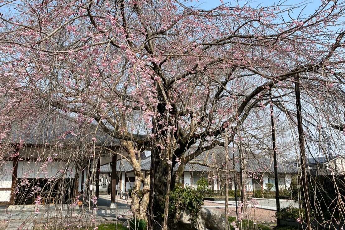 枝垂桜《西光寺》 | 小川町観光協会 枝垂桜《西光寺》 | 小川町観光協会